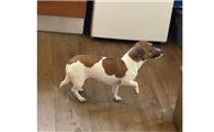 米克斯犬是什么品种