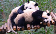 中国广阔的国家公园使在自然保护下的野生大熊猫增加