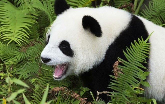 大熊猫有趣的冷知识，平均身高都是一米八左右