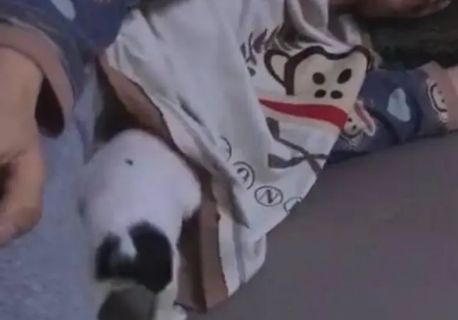 狗狗钻进男主衣服睡觉,像个可爱的宝宝,网友:幸好是男主人! 狗狗钻进男主衣服睡觉,像个可爱的宝宝,网友:幸好是男主人!