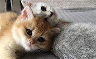 笔筒猫好养吗