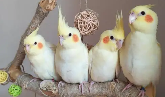 玄凤鹦鹉怎么养