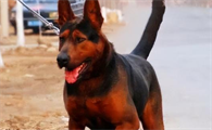 潮汕五红犬哪里买