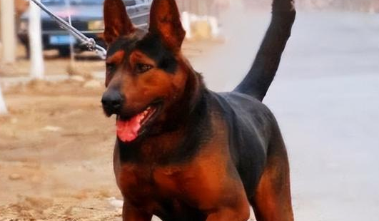 潮汕五红犬哪里买