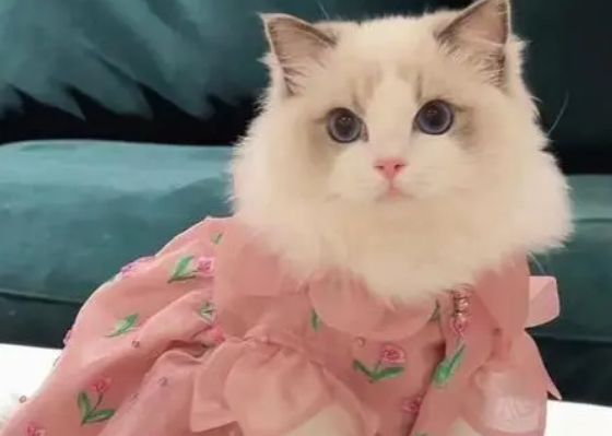 仙女猫是什么品种 仙女猫是什么品种