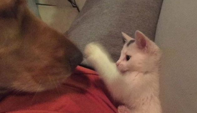 猫咪被金毛带大,行为也逐渐同化,主人:它已经失去了灵魂 猫咪被金毛带大,行为也逐渐同化,主人:它已经失去了灵魂