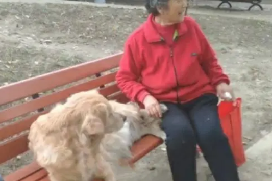 忠心金毛不知主人已去世,每天都去公园等待,倔强模样让人感动! 忠心金毛不知主人已去世,每天都去公园等待,倔强模样让人感动!