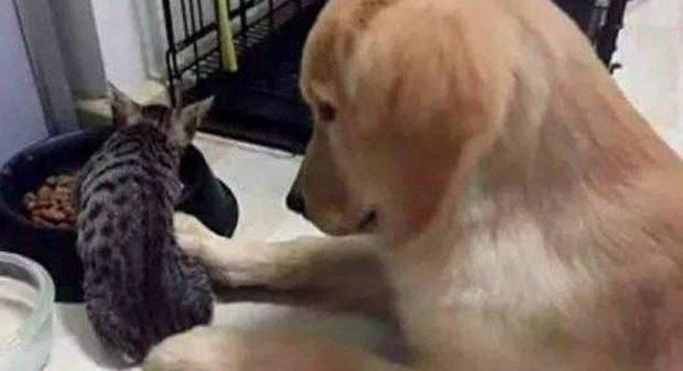 大金毛暖哭了！狗粮被猫咪抢了，金毛一脸宠溺的看着它吃！