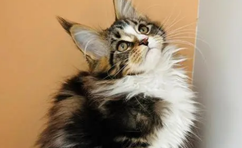 最聪明的猫排名第一
