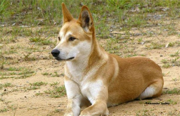 中华田园犬是什么狗