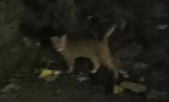橘猫差点被冻死，她徒步半个小时带回家，却心里一惊：幸亏没放弃...