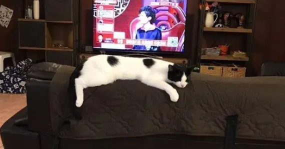 这只小猫真馋,遇到喜欢吃的东西抢着,网友:不给抓人! 这只小猫真馋,遇到喜欢吃的东西抢着,网友:不给抓人!