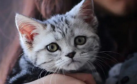 猫其实就是女人