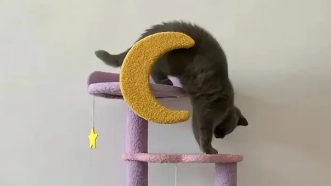 几把猫多少钱一只 几把猫多少钱一只