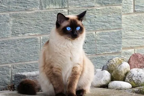 为什么很少人养巴厘猫
