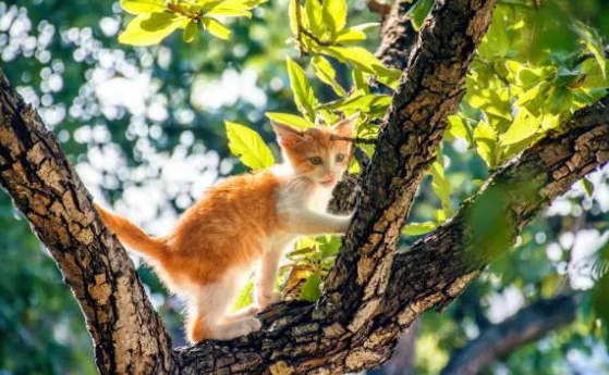 猫咪竟然讨厌这8种气味,你知道吗? 猫咪竟然讨厌这8种气味,你知道吗?