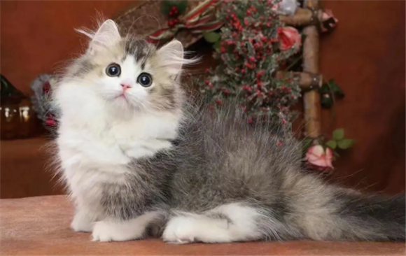 金加白长毛猫起名