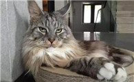 什么猫值钱