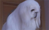 鹰犬之用爪牙图片