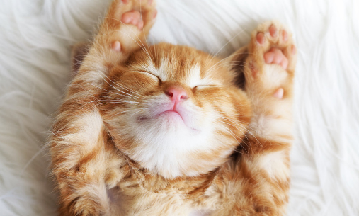 猫咪用头拱你是想告诉你这些事! 猫咪用头拱你是想告诉你这些事!