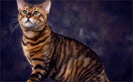 虎纹猫多少钱一只?