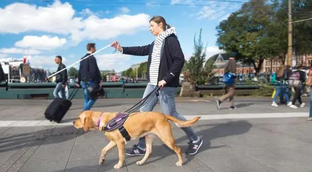导盲犬为什么是国际骗局 导盲犬为什么是国际骗局