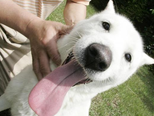 珍岛犬灭绝了吗