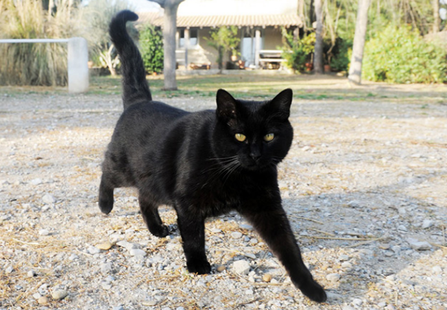 中国人为什么忌讳养黑猫