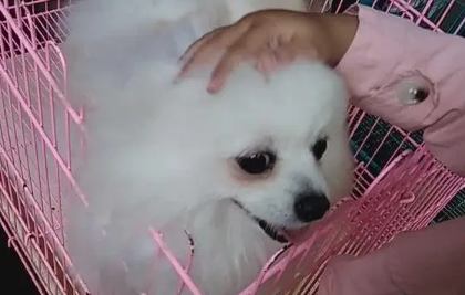 绣球狗能活几年