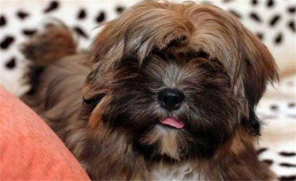 弗罗里达狮子犬是什么品种