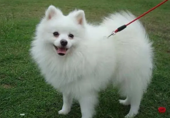 女生为什么不能养银狐犬