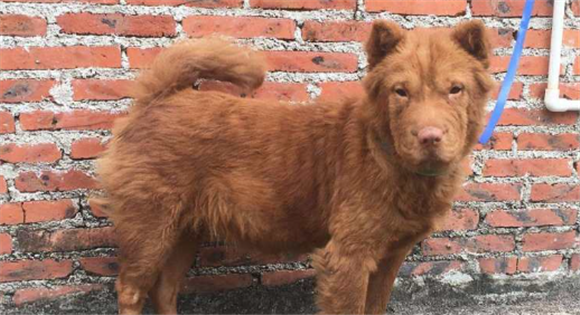 五红犬和五黑犬哪个更好