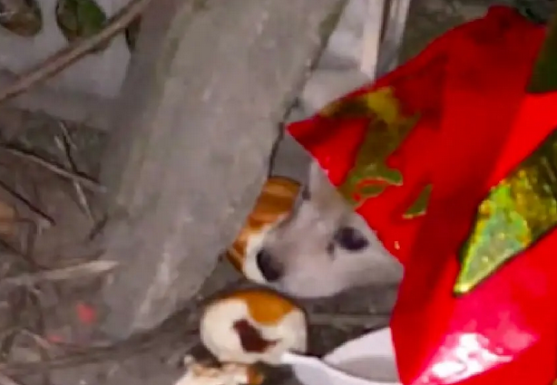 流浪狗被家犬赶出门,它趴在外面待了一天,好心喂食时它竟流泪了 流浪狗被家犬赶出门,它趴在外面待了一天,好心喂食时它竟流泪了
