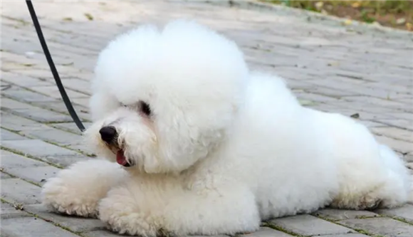 比熊犬的优缺点有哪些?了解比熊狗狗,选择最适合的宠物狗 比熊犬的优缺点有哪些?了解比熊狗狗,选择最适合的宠物狗