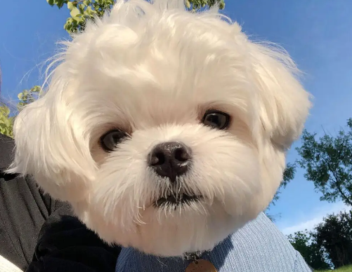 马尔济斯是国宝犬吗