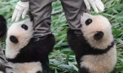 大熊猫明明战斗力很强,但是为什么一直看到的都是萌萌的? 大熊猫明明战斗力很强,但是为什么一直看到的都是萌萌的?