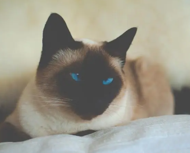 逻辑猫怎么读 逻辑猫怎么读