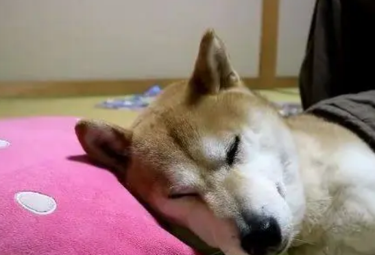 主人每晚都要哄柴犬睡觉,柴柴就跟小孩子一样,这一幕好温馨 主人每晚都要哄柴犬睡觉,柴柴就跟小孩子一样,这一幕好温馨