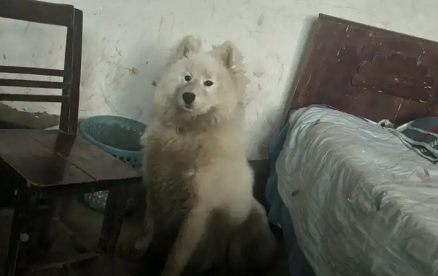 萨摩耶回老家过年,回村前后对比让主人崩溃!狗:过年玩玩怎么了 萨摩耶回老家过年,回村前后对比让主人崩溃!狗:过年玩玩怎么了