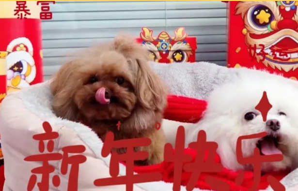 狗狗过年饮食要注意! 狗狗过年饮食要注意!