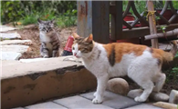 后院猫可以养好吗