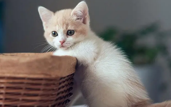 女人和猫的共性