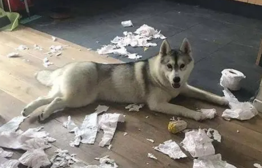 二哈为什么喜欢拆家