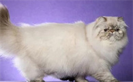 波曼猫的典型特征