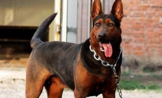 川红犬属于什么犬