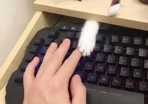 键盘上出现一只猫爪子,低头一看被萌到,猫:为什么不理宝宝 键盘上出现一只猫爪子,低头一看被萌到,猫:为什么不理宝宝
