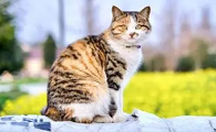 中华田园猫有短腿的吗