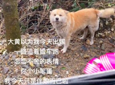 狗狗以为主人出嫁了，跟着婚车后面跑！狗：记住路线以后去看你！