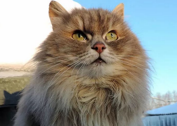 最霸气的猫是什么猫