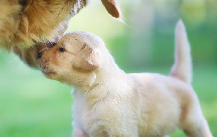 养犬条例正式实施,记者接连两日街头打探 养犬条例正式实施,记者接连两日街头打探